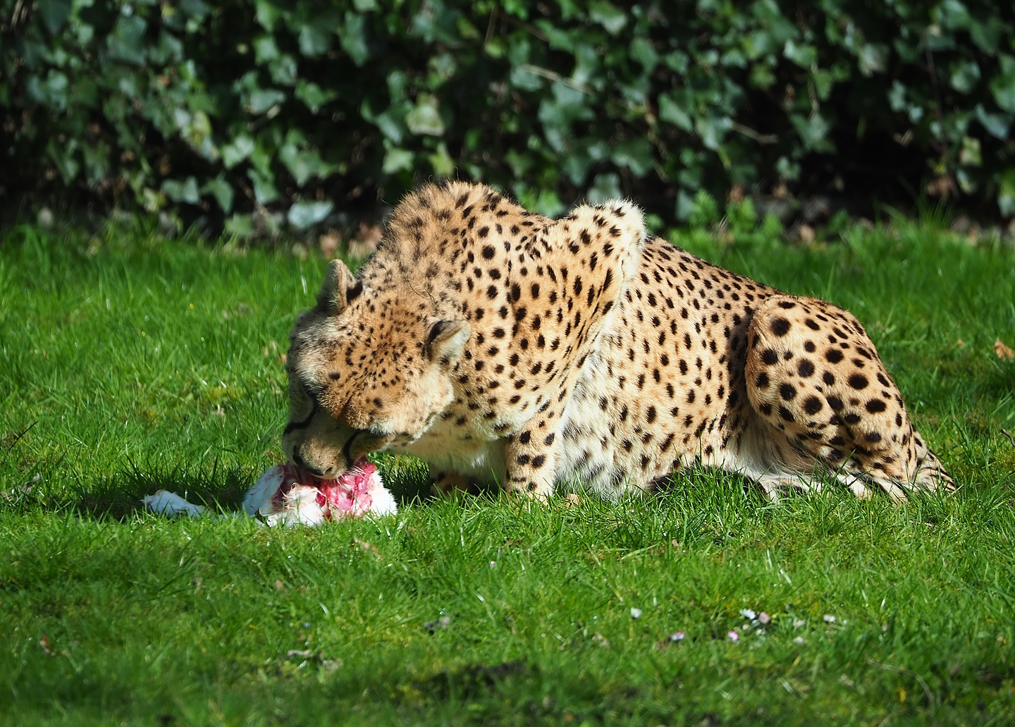 Sudan cheetah (Acinonyx jubatus soemmeringii) eating a rabbit, 2023-03-28