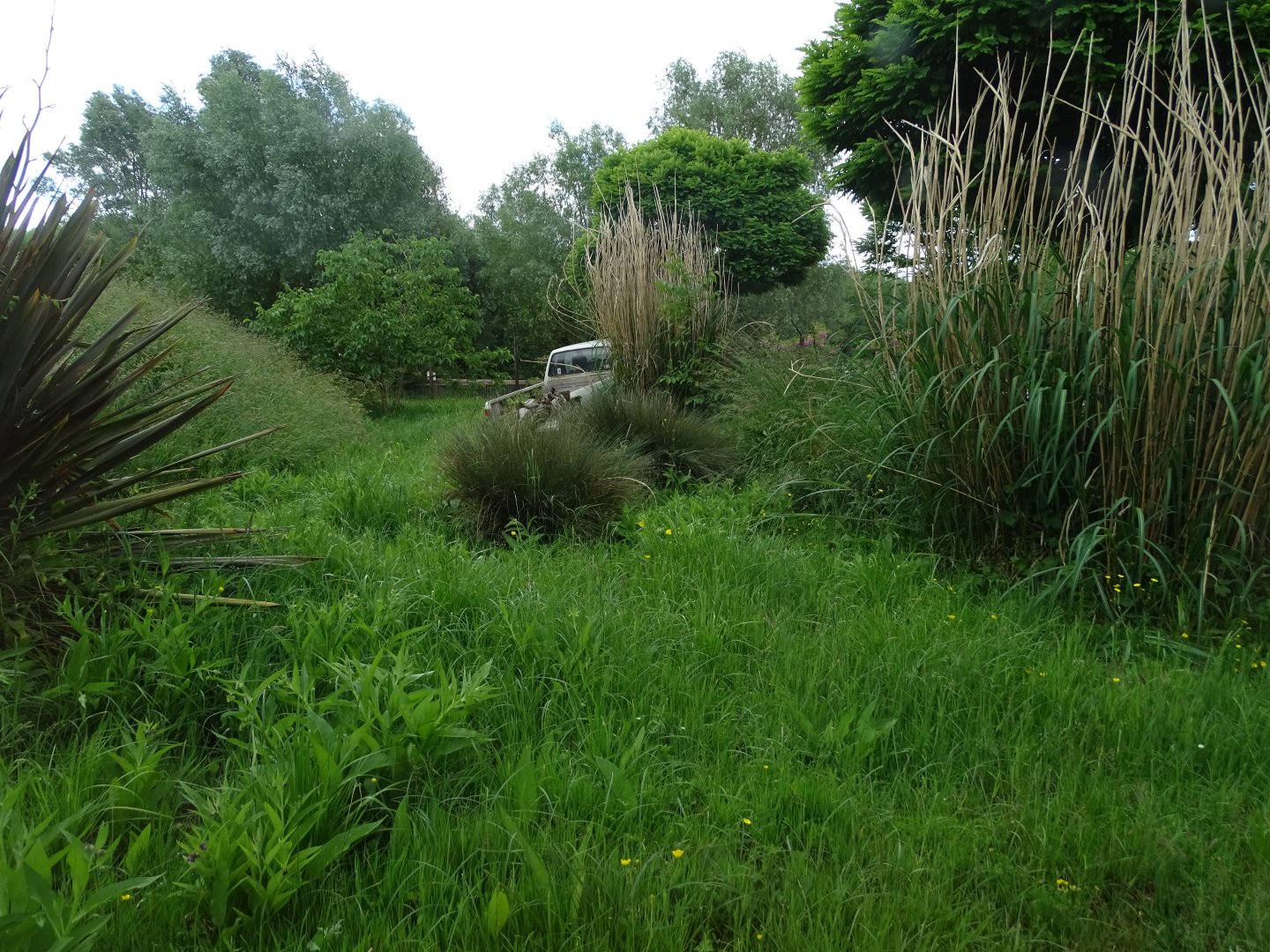 Sudan cheetah (Acinonyx jubatus soemmeringii) exhibit