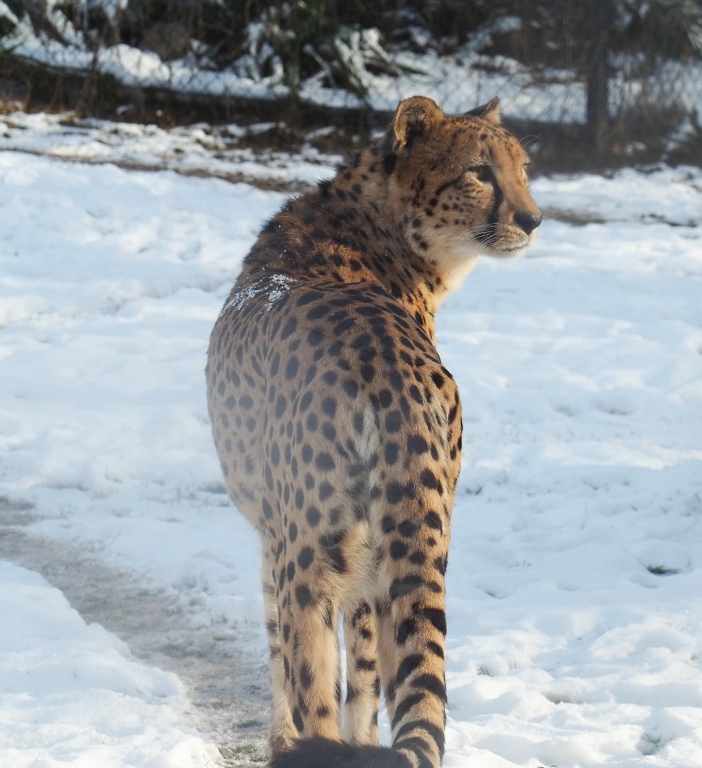 Sudan cheetah (Acinonyx jubatus soemmeringii) in the snow, 2021-02-14