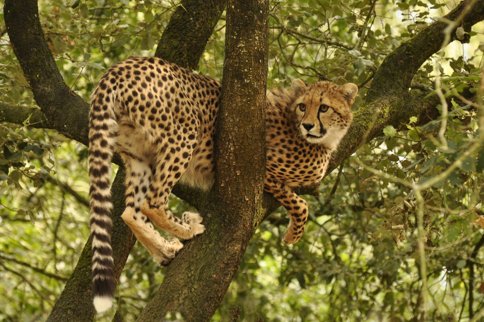 Sudan cheetah (Acinonyx jubatus soemmeringii)