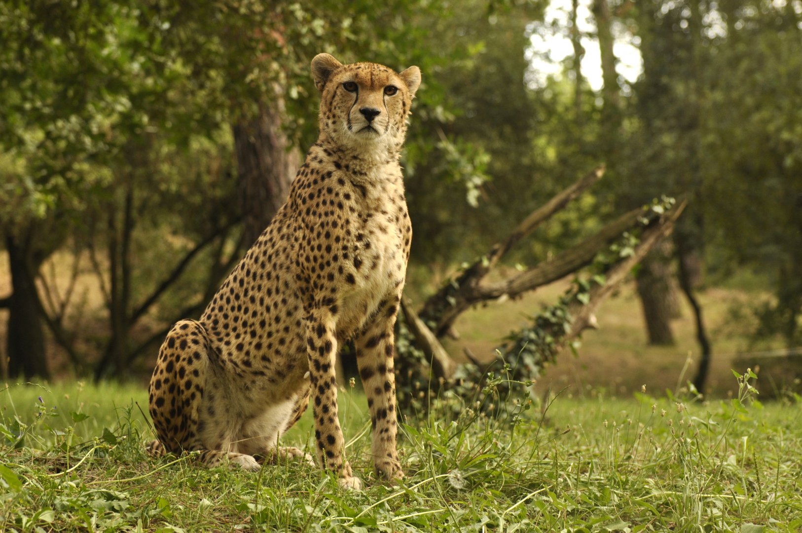 Sudan cheetah (Acinonyx jubatus soemmeringii)