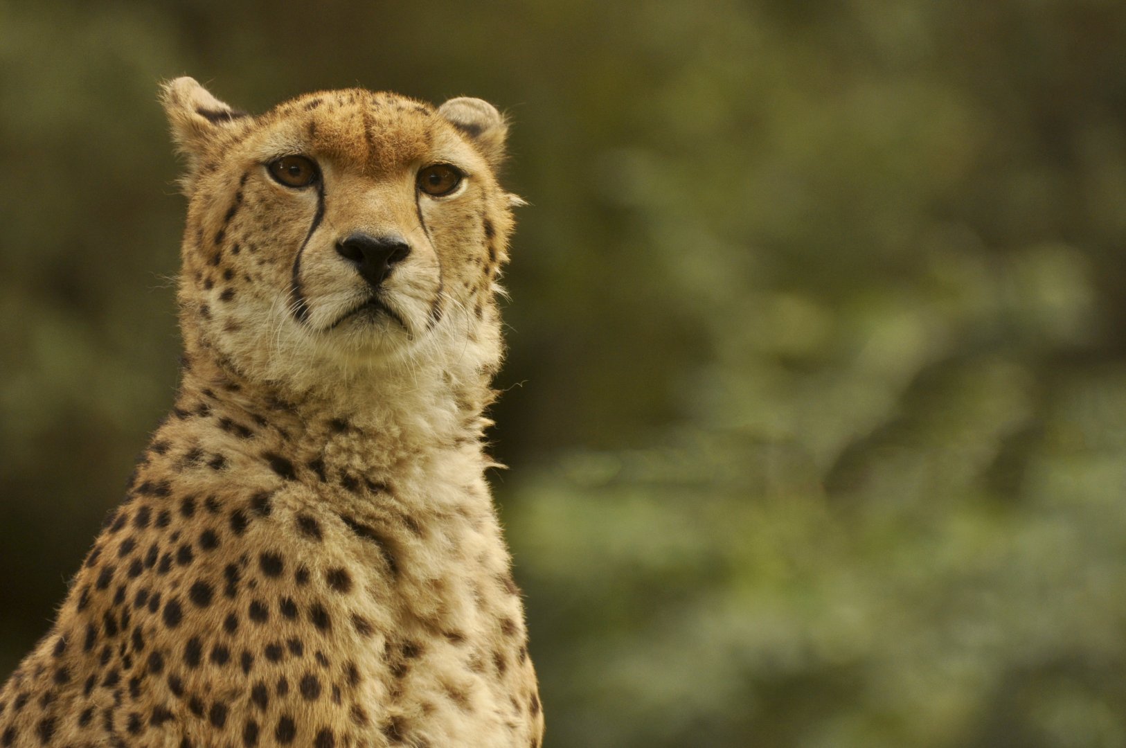 Sudan cheetah (Acinonyx jubatus soemmeringii)