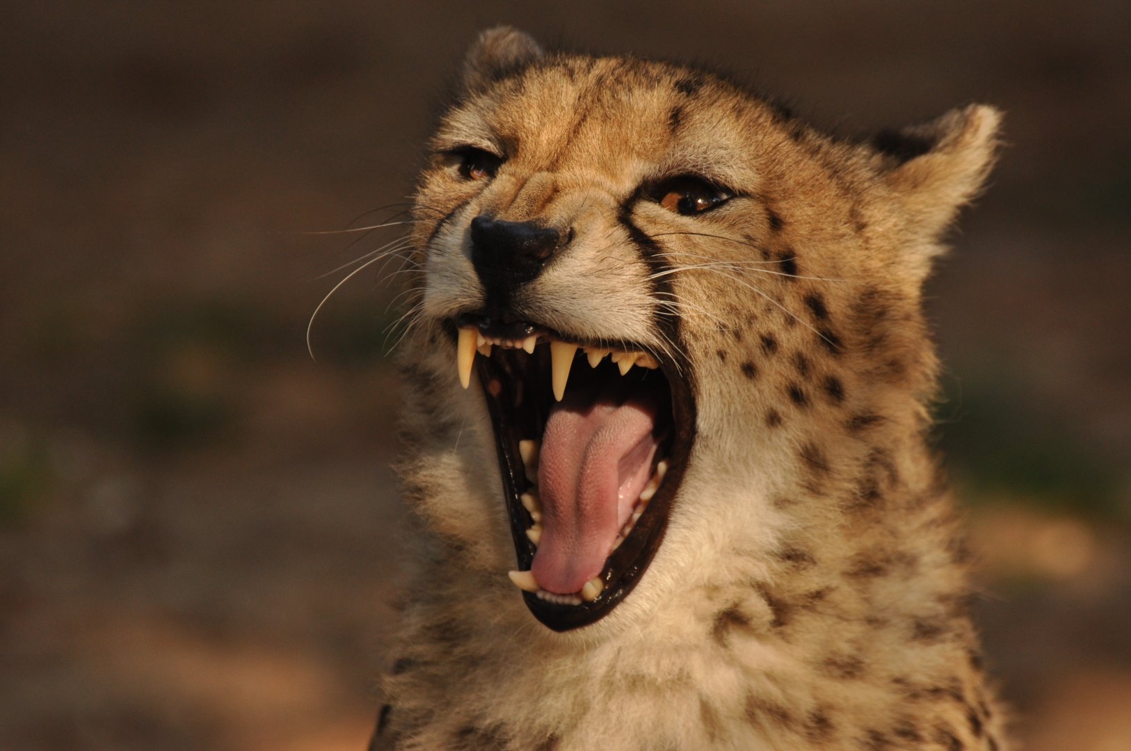 Sudan cheetah (Acinonyx jubatus soemmeringii)