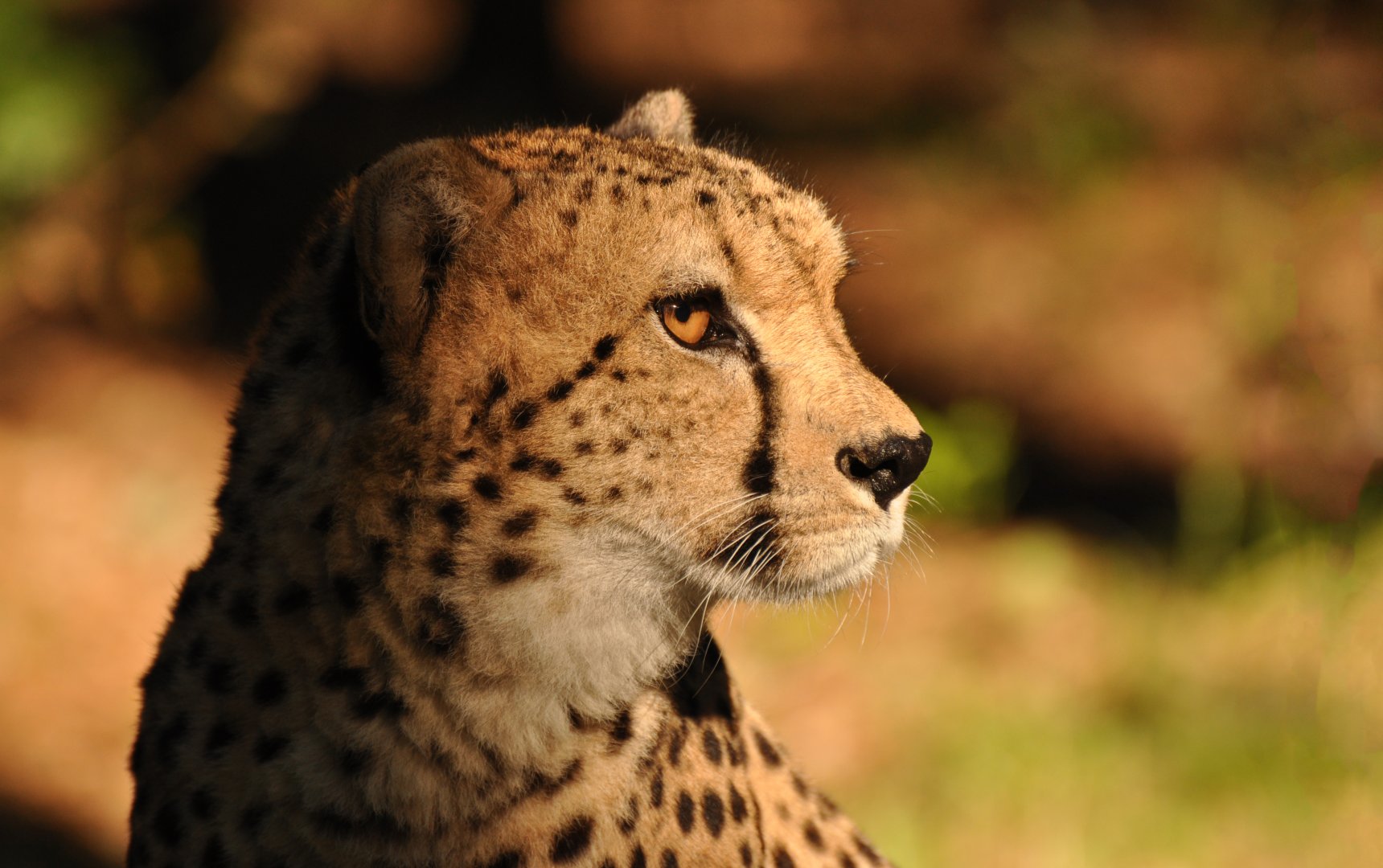 Sudan cheetah (Acinonyx jubatus soemmeringii)