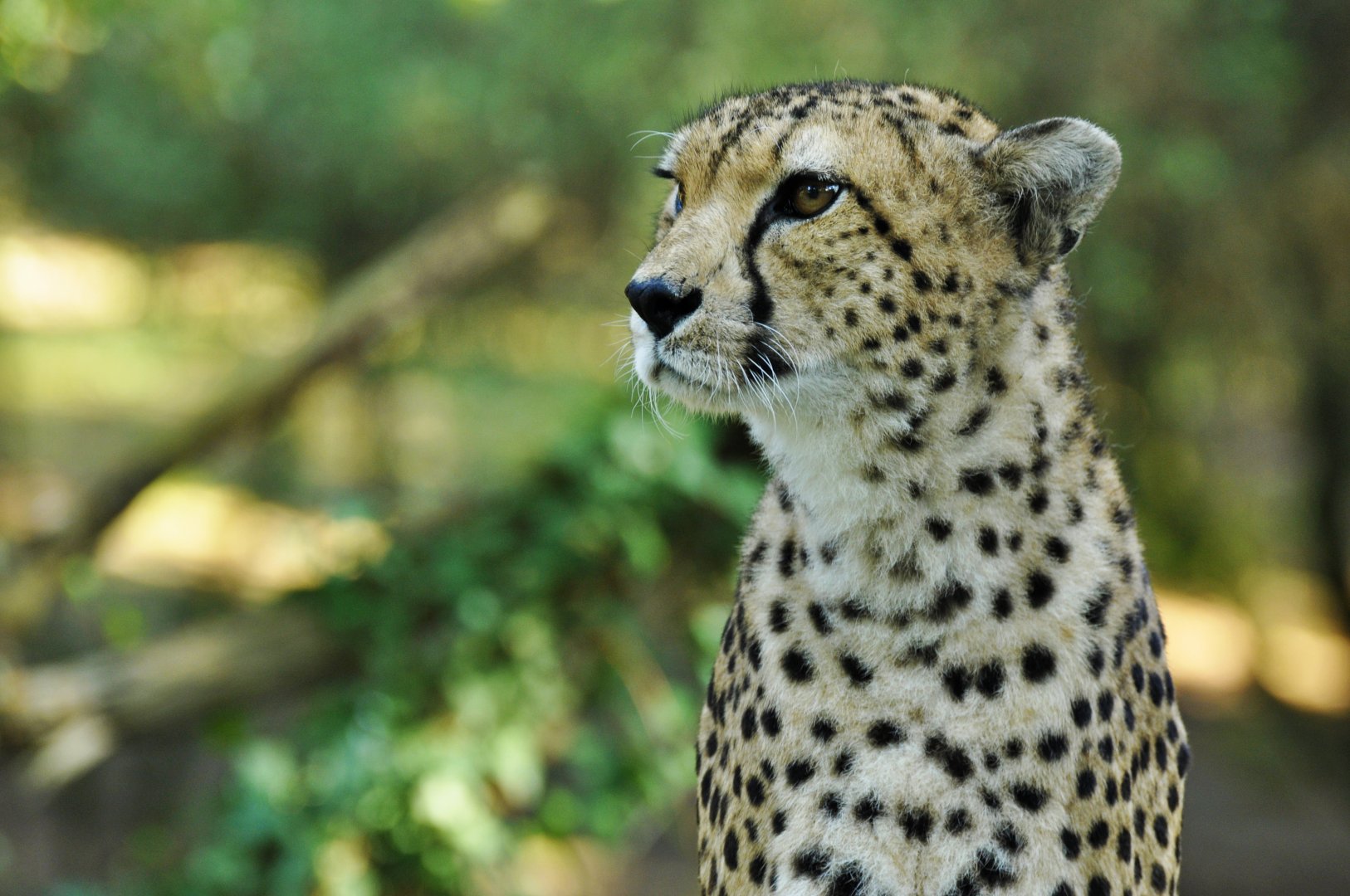 Sudan cheetah (Acinonyx jubatus soemmeringii)