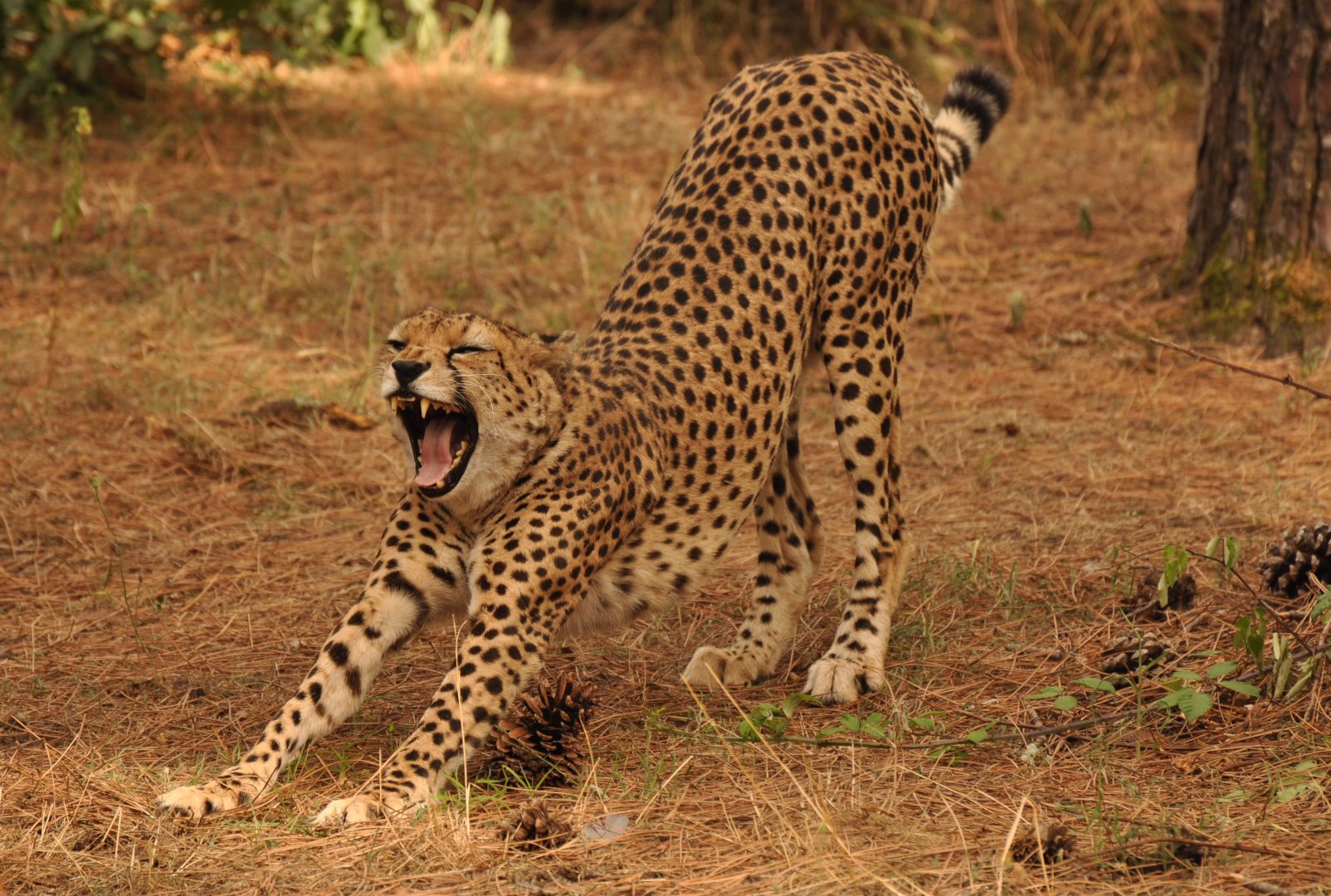 Sudan cheetah (Acinonyx jubatus soemmeringii)