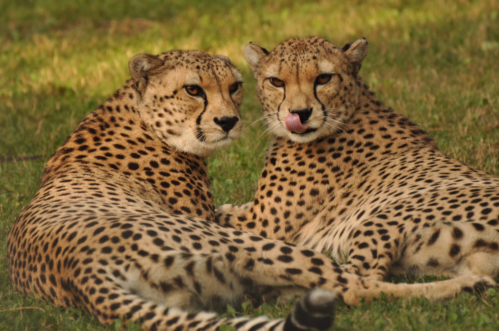 Sudan cheetah (Acinonyx jubatus soemmeringii)