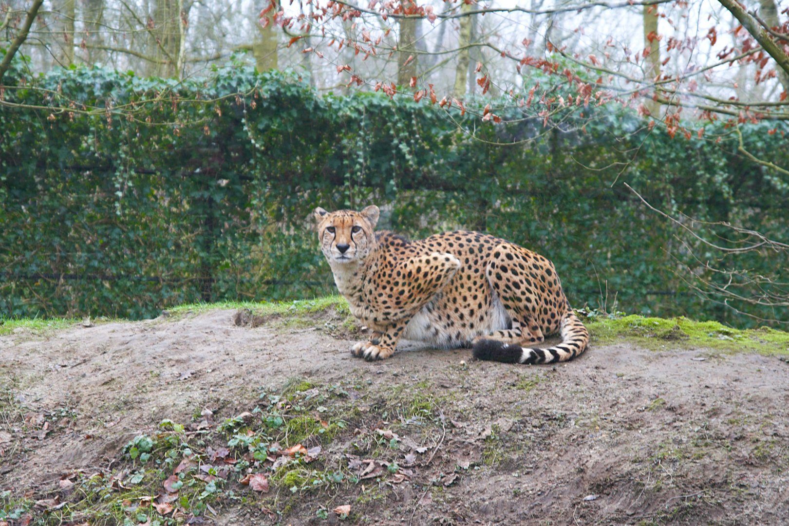 Sudan Cheetah (Acinonyx jubatus soemmeringii)