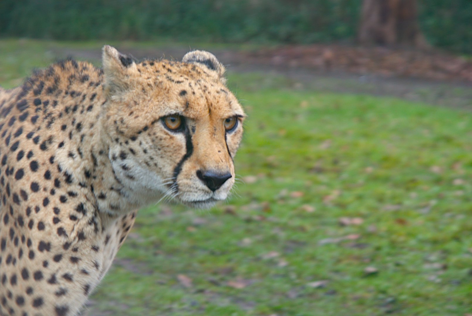 Sudan Cheetah (Acinonyx jubatus soemmeringii)