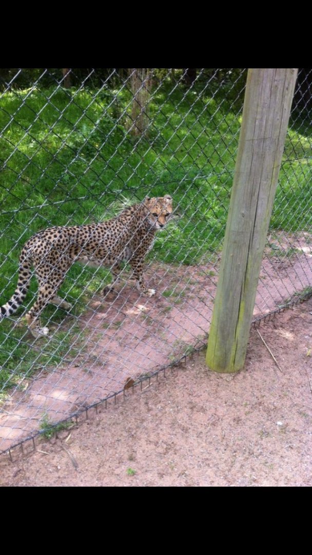 Sudan Cheetah close to the fence