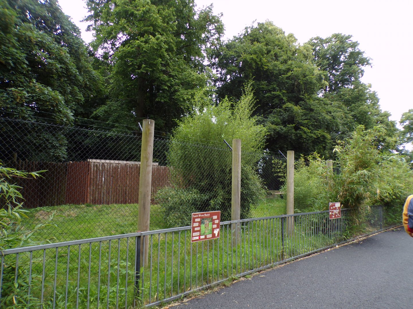 Sudan cheetah enclosure 29.6.24