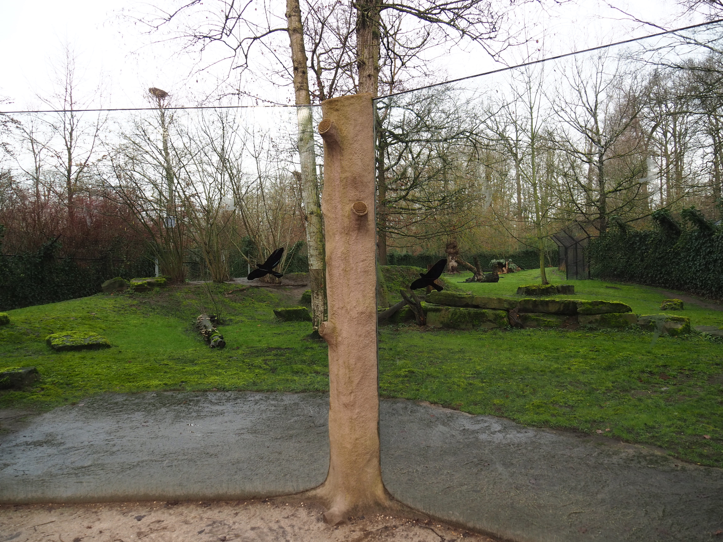 Sudan cheetah exhibit, 2020-01-11