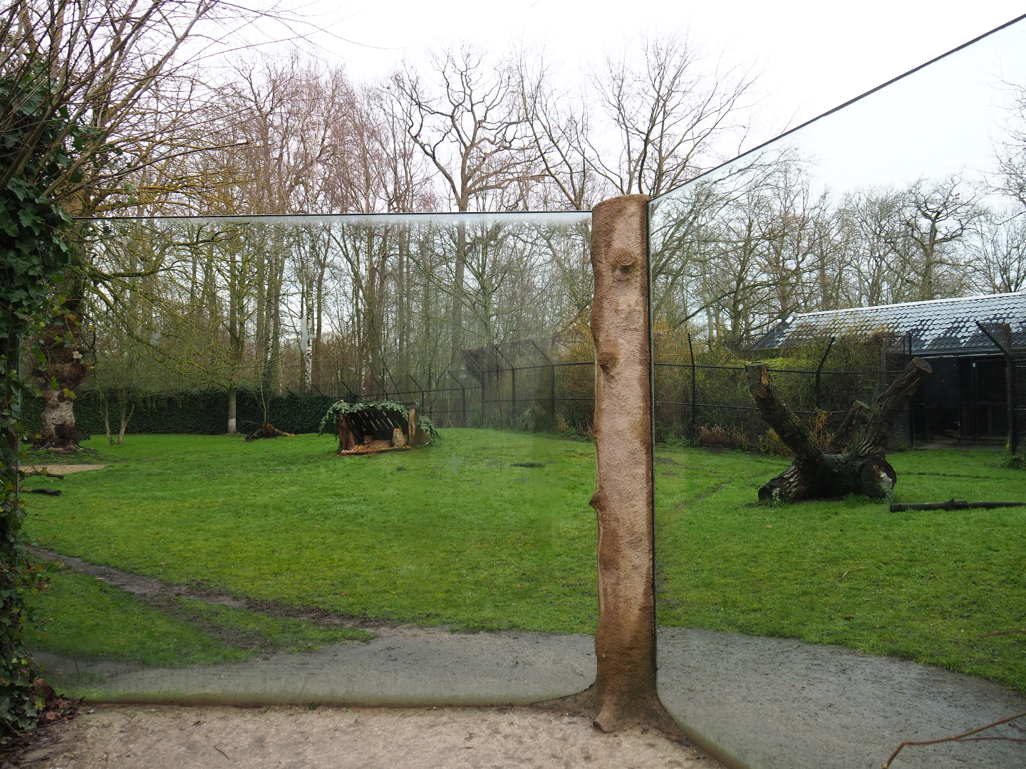 Sudan cheetah exhibit, 2020-01-11