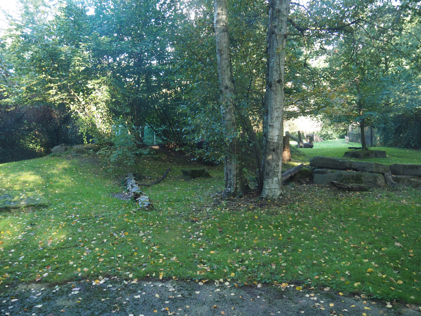 Sudan cheetah exhibit, 2020-10-10