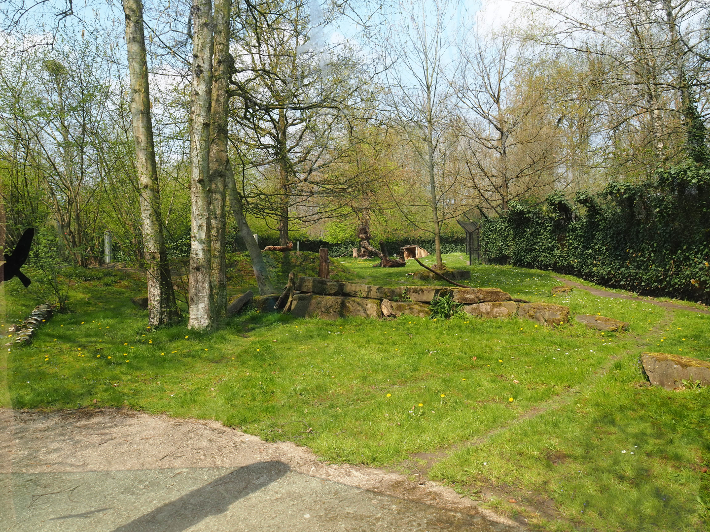 Sudan cheetah exhibit, 2021-04-20