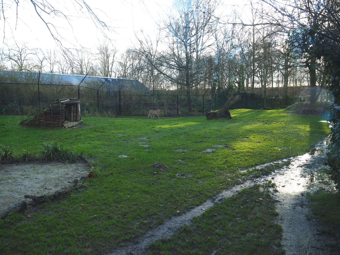 Sudan cheetah exhibit, 2022-01-02