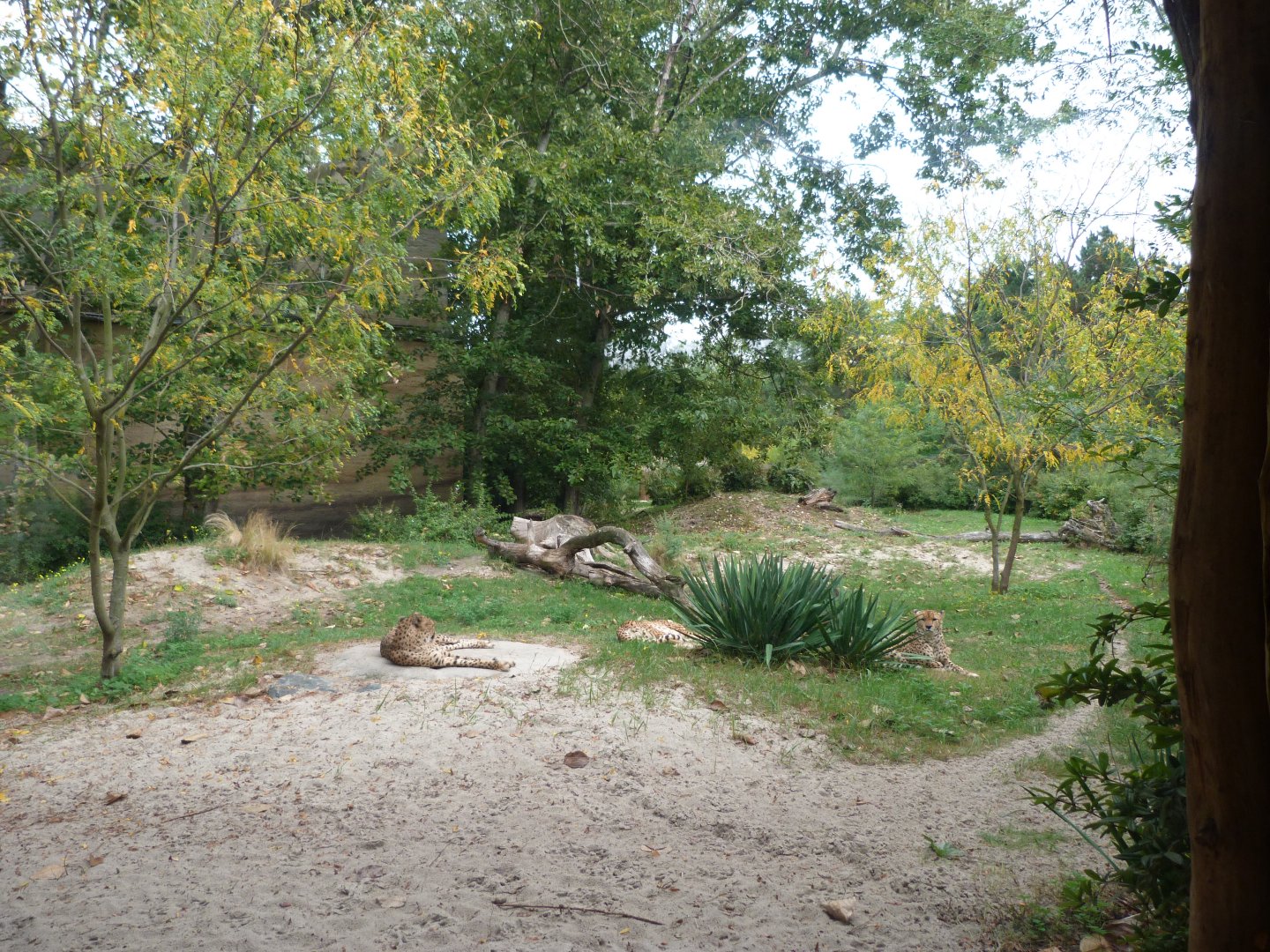 Sudan cheetah exhibit -Tierpark Berlin (2024)