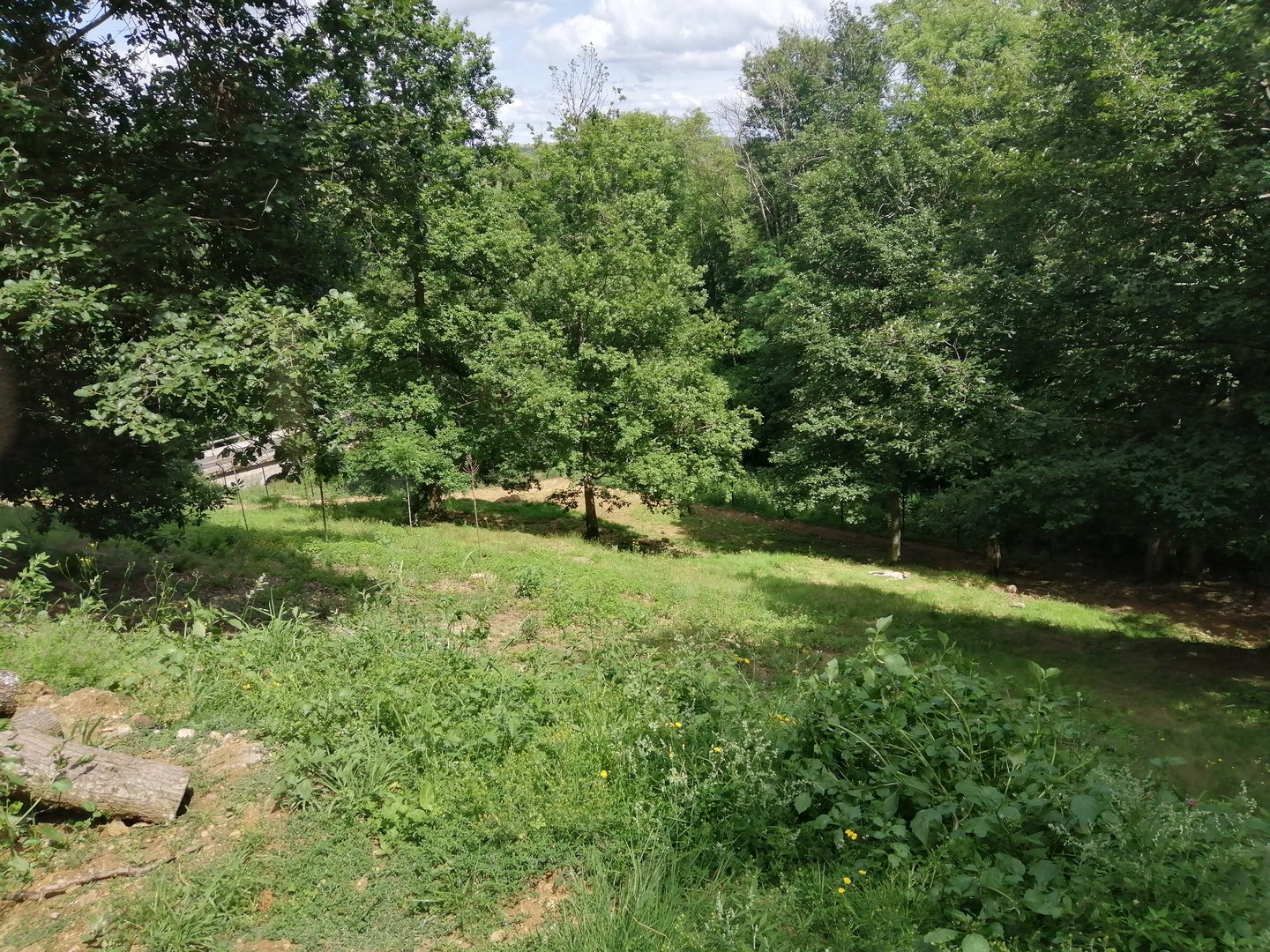 Sudan cheetah exhibit