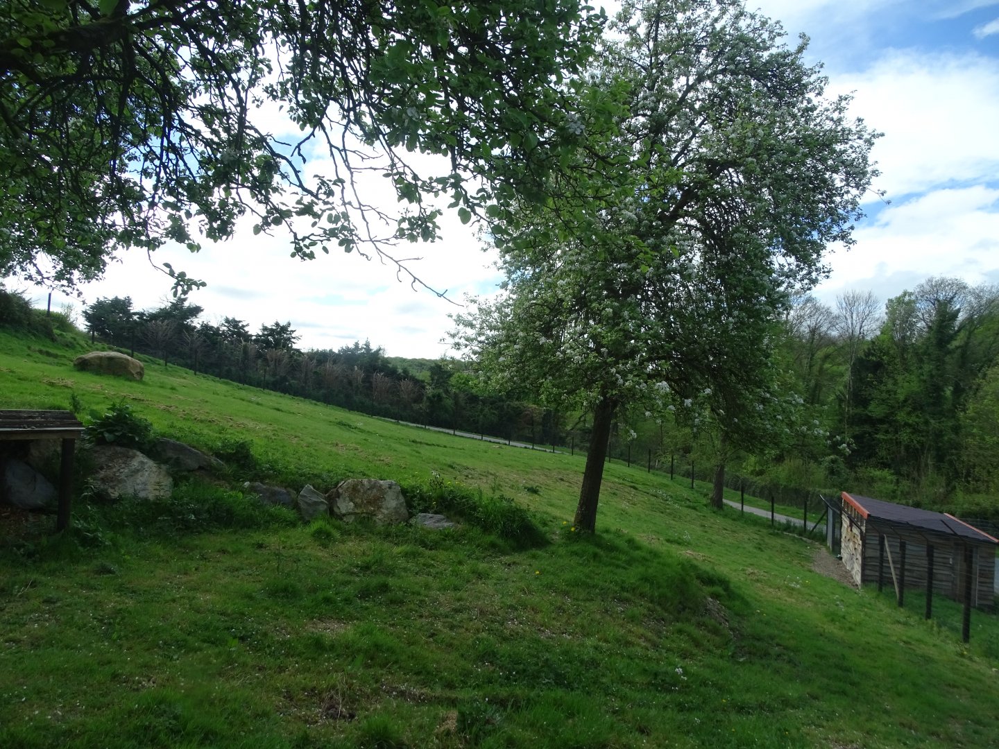 Sudan cheetah exhibit