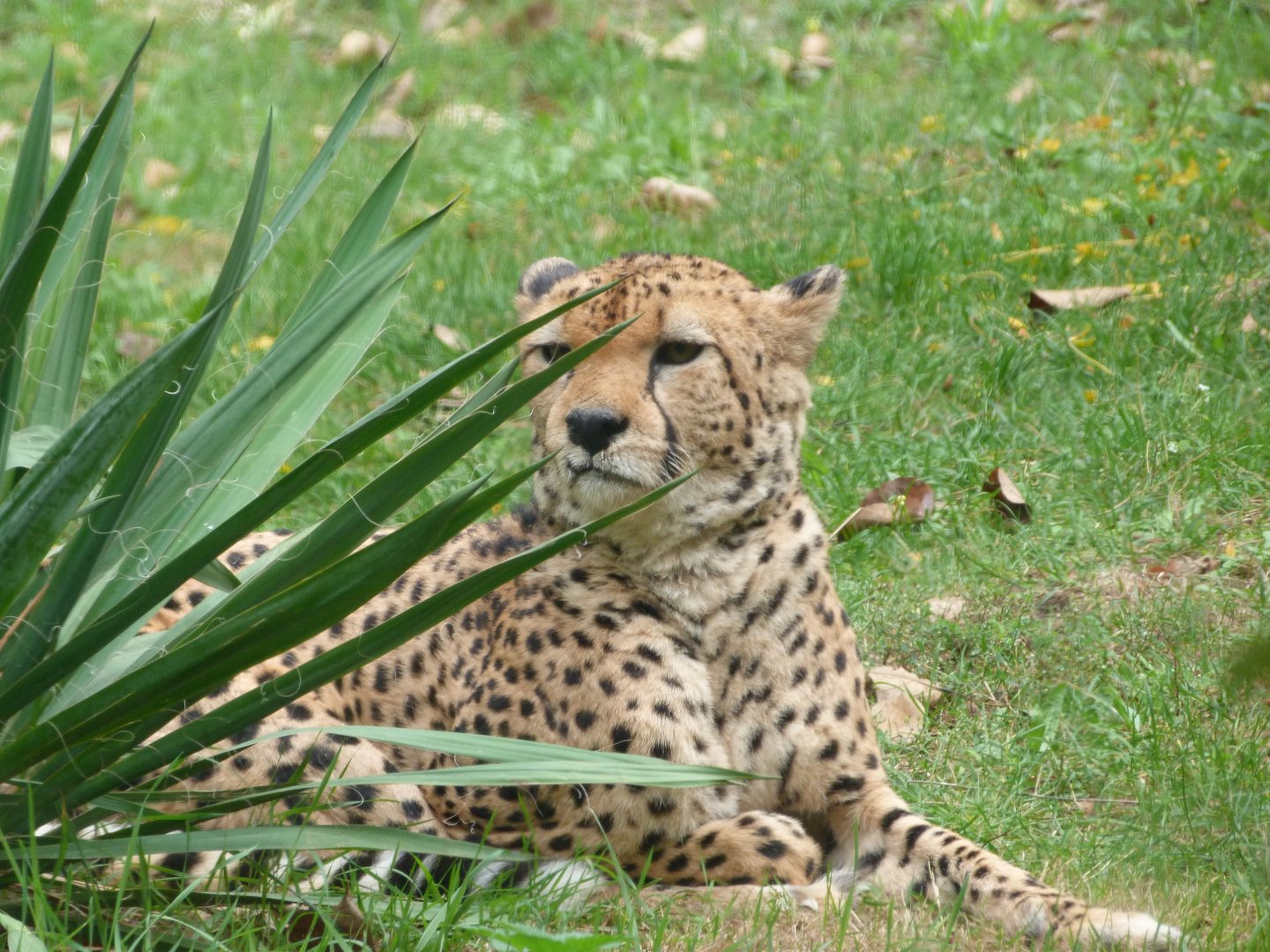 Sudan cheetah -Tierpark Berlin (2024)