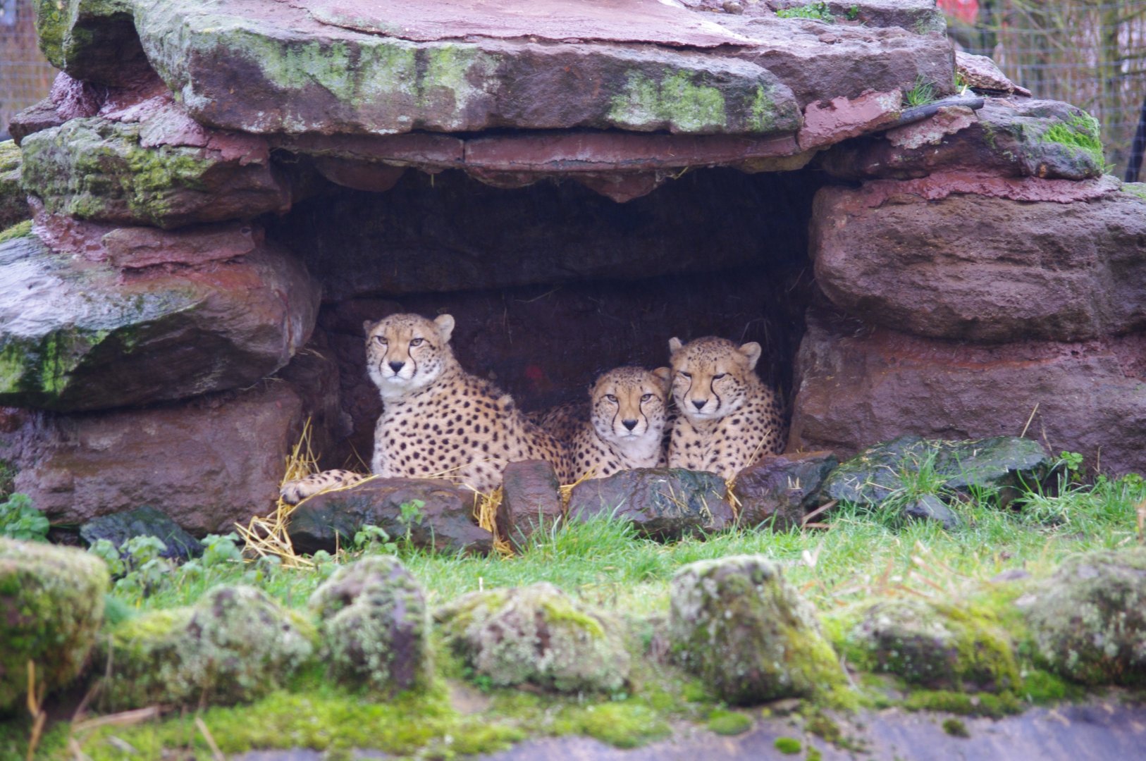 Sudan Cheetah trio- Freddie, Robyn, Billy- Cheetah Rock- 28/12/2022