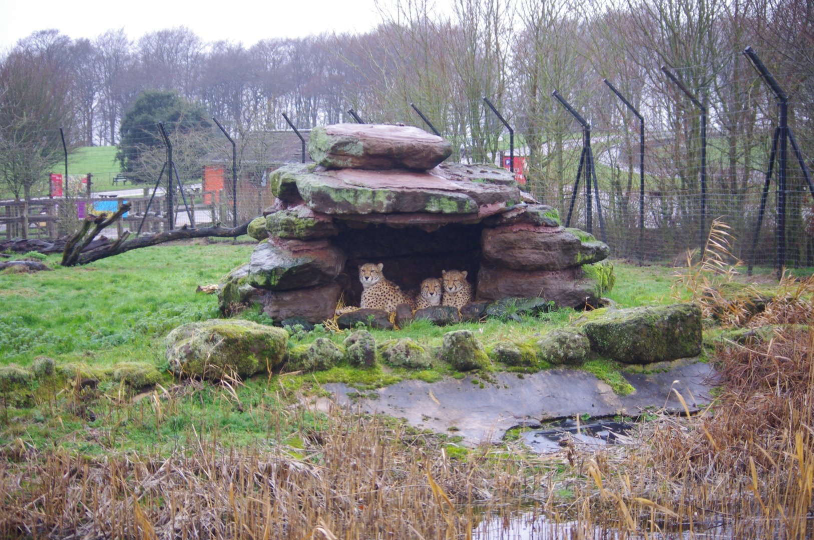 Sudan Cheetah trio- Freddie, Robyn, Billy- Cheetah Rock- 28/12/2022