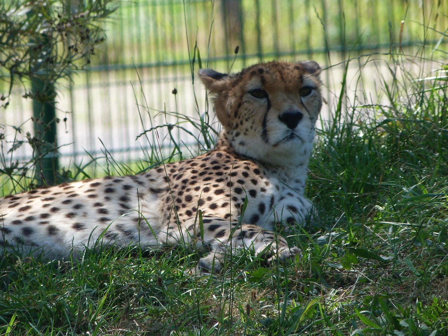 Sudan cheetah -Zoo Plzeň (2025)