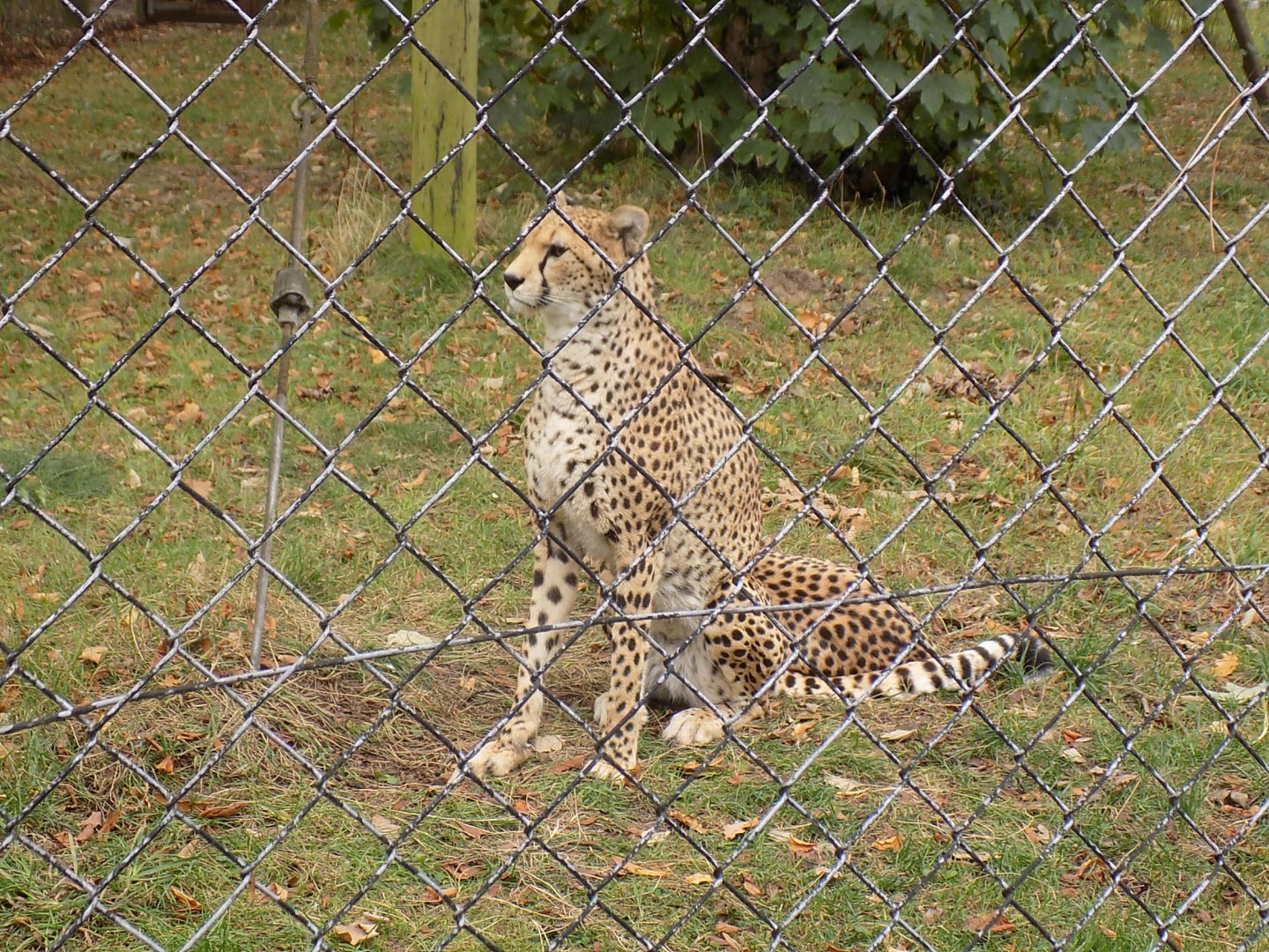 Sudan Cheetah