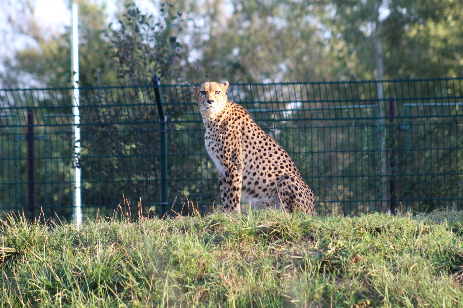 Sudan Cheetah
