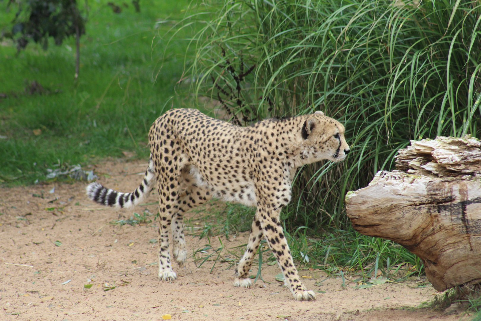Sudan Cheetah
