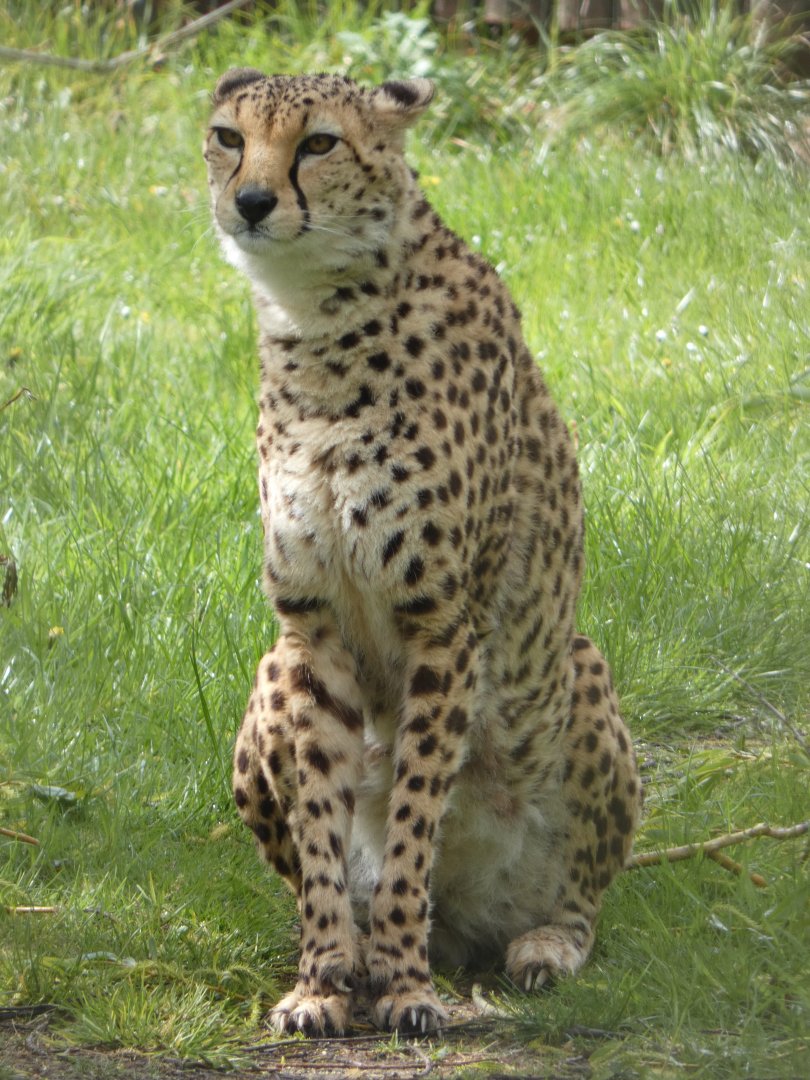 Sudan cheetah