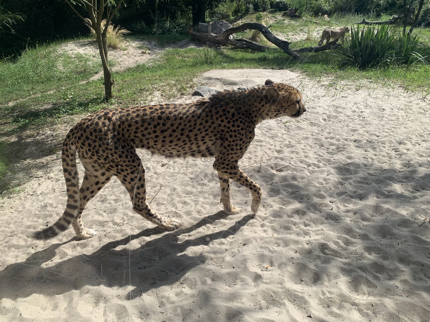 Sudan cheetah
