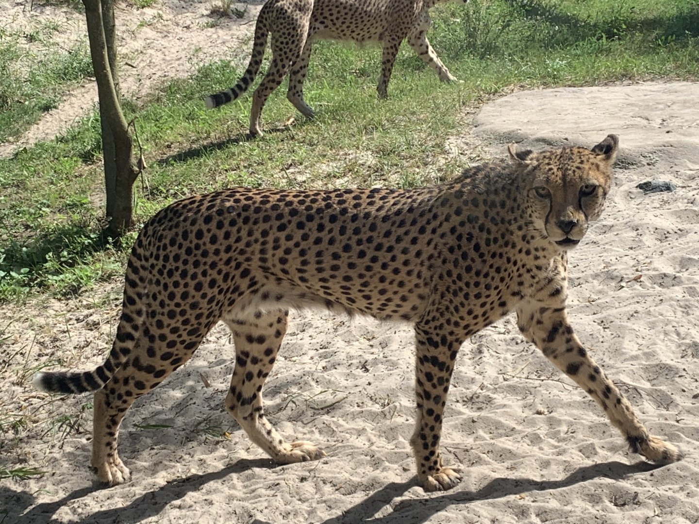 Sudan cheetah
