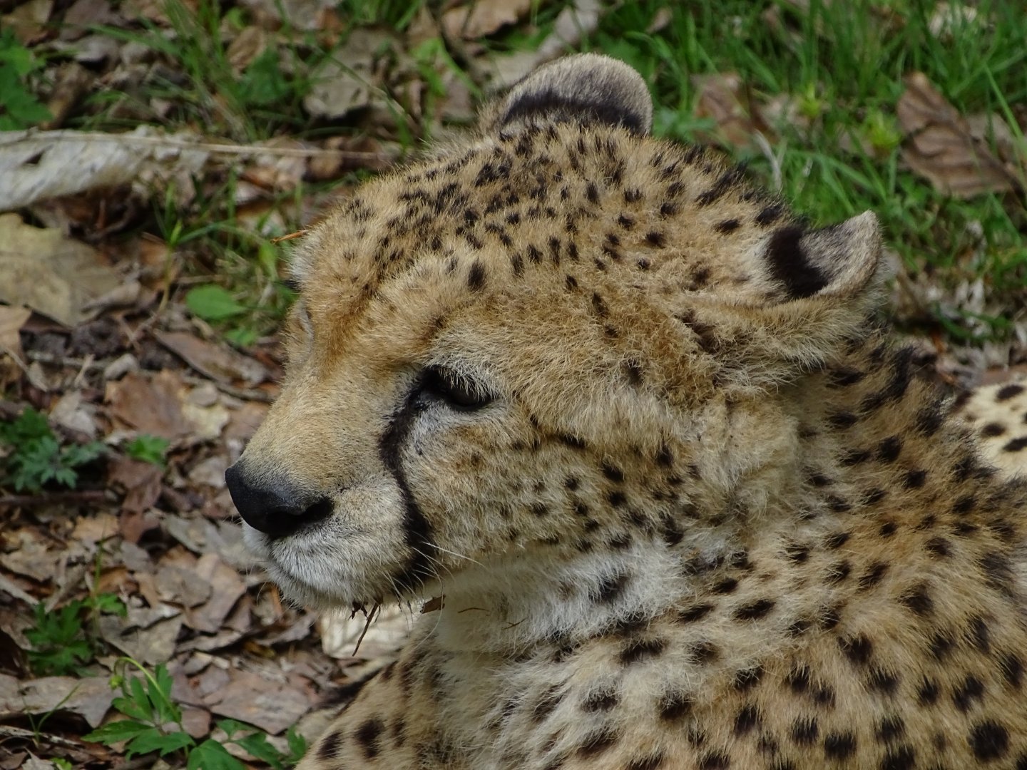 Sudan cheetah