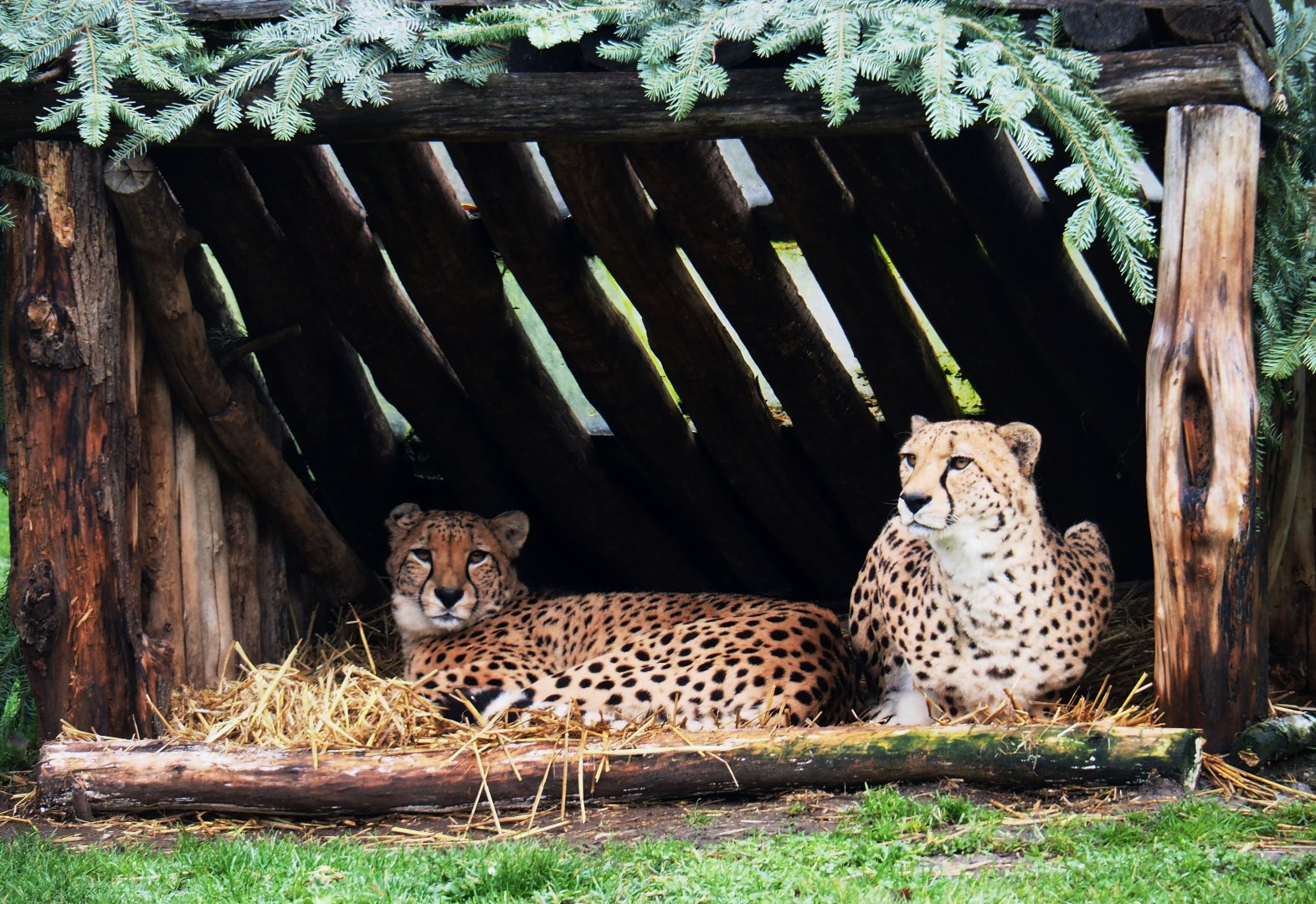 Sudan cheetahs (Acinonyx jubatus soemmeringii), 2020-01-11