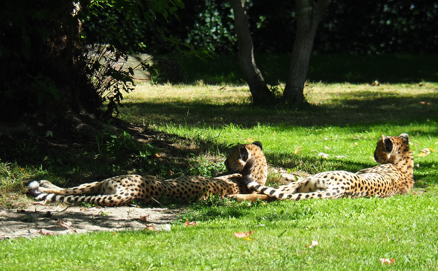 Sudan cheetahs (Acinonyx jubatus soemmeringii), 2020-07-21