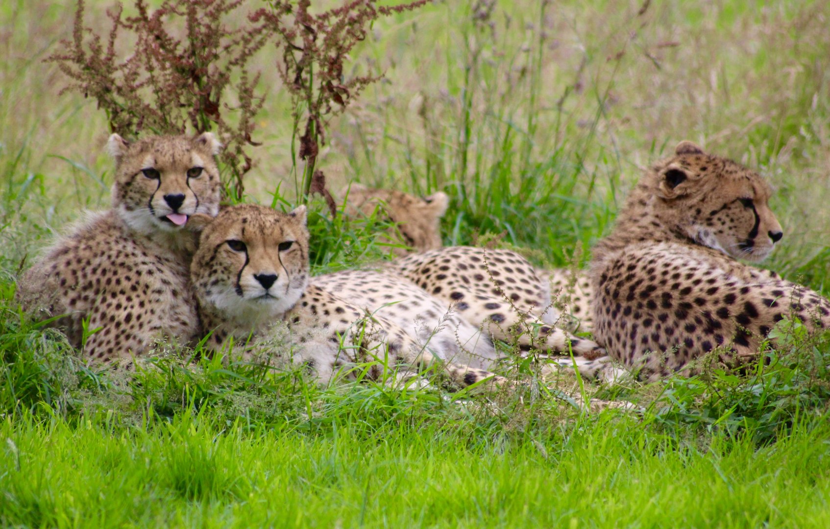 Sudan cheetahs (Acinonyx jubatus soemmeringii) at Fota Wildlife Park - 08/07/2021