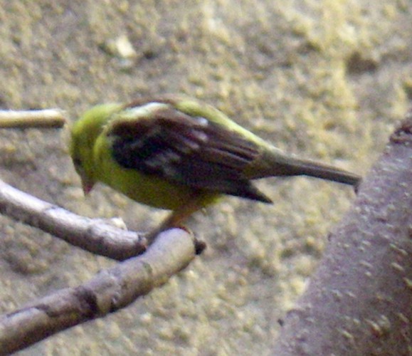 Sudan Golden Sparrow (Auripasser luteus)