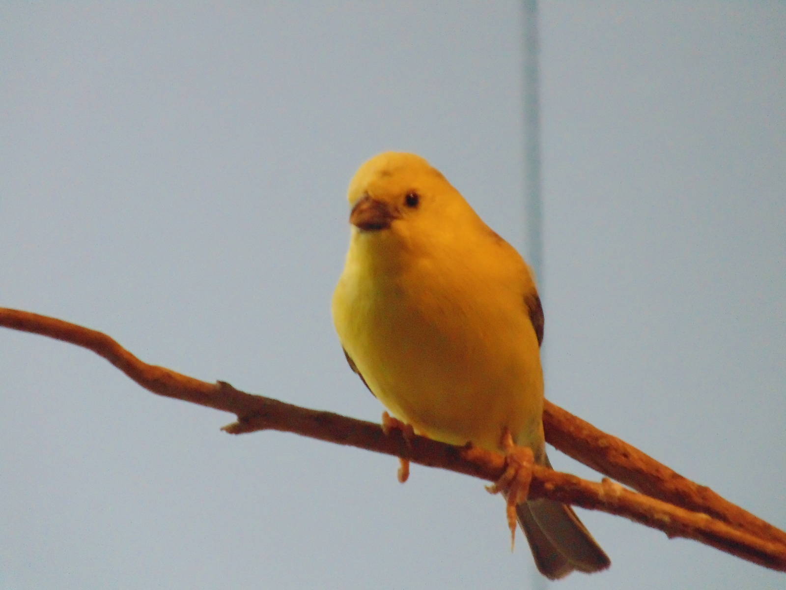 Sudan Golden Sparrow Male