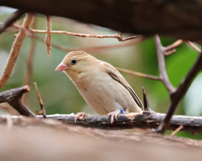 Sudan golden sparrow (Passer luteus) - Tropen-Aquarium