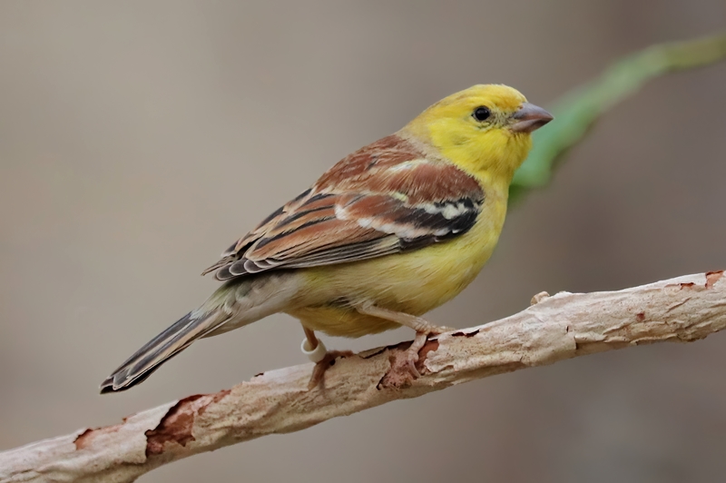 Sudan golden sparrow (Passer luteus)