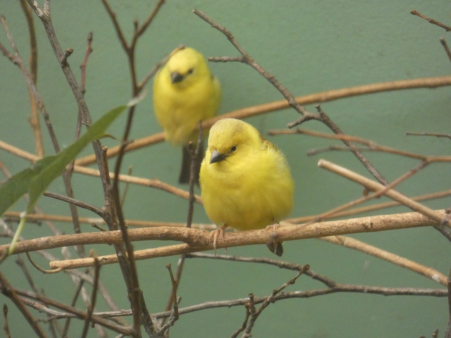 Sudan golden sparrow