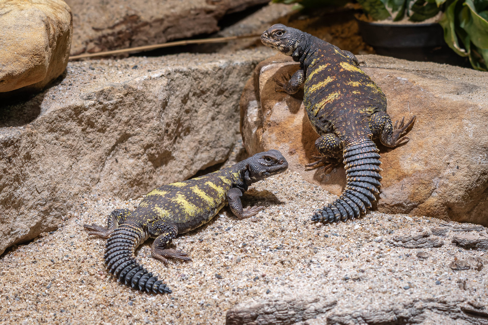 Sudan mastigure/ Red-banded spiny-tailed lizard (Uromastyx dispar flavifasciata)