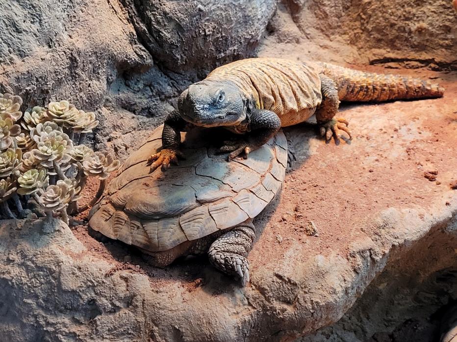 Sudan mastigure (Uromastyx dispar) and pancake tortose (Malacochersus tornieri)