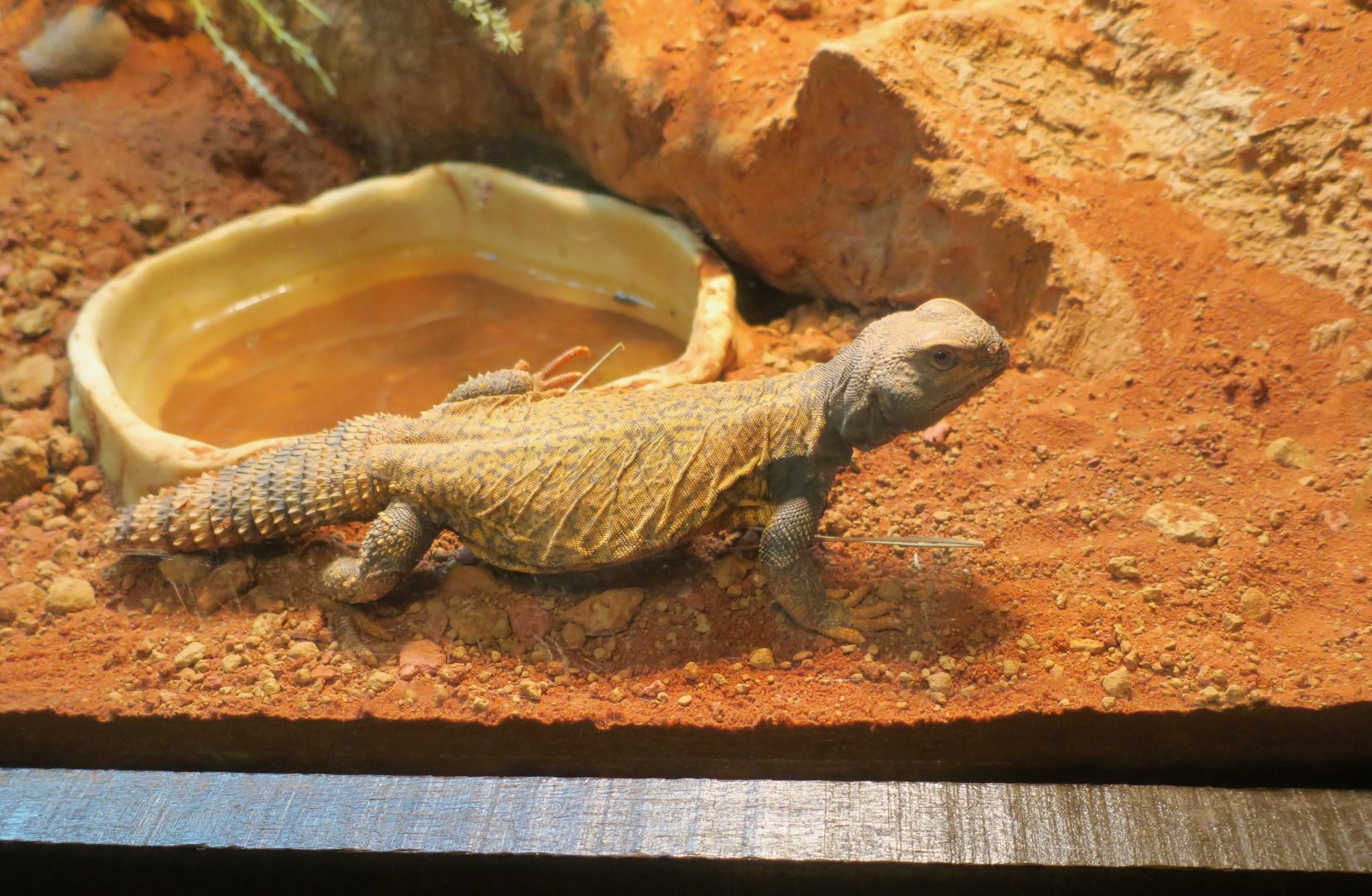 Sudan Mastigure (Uromastyx dispar)