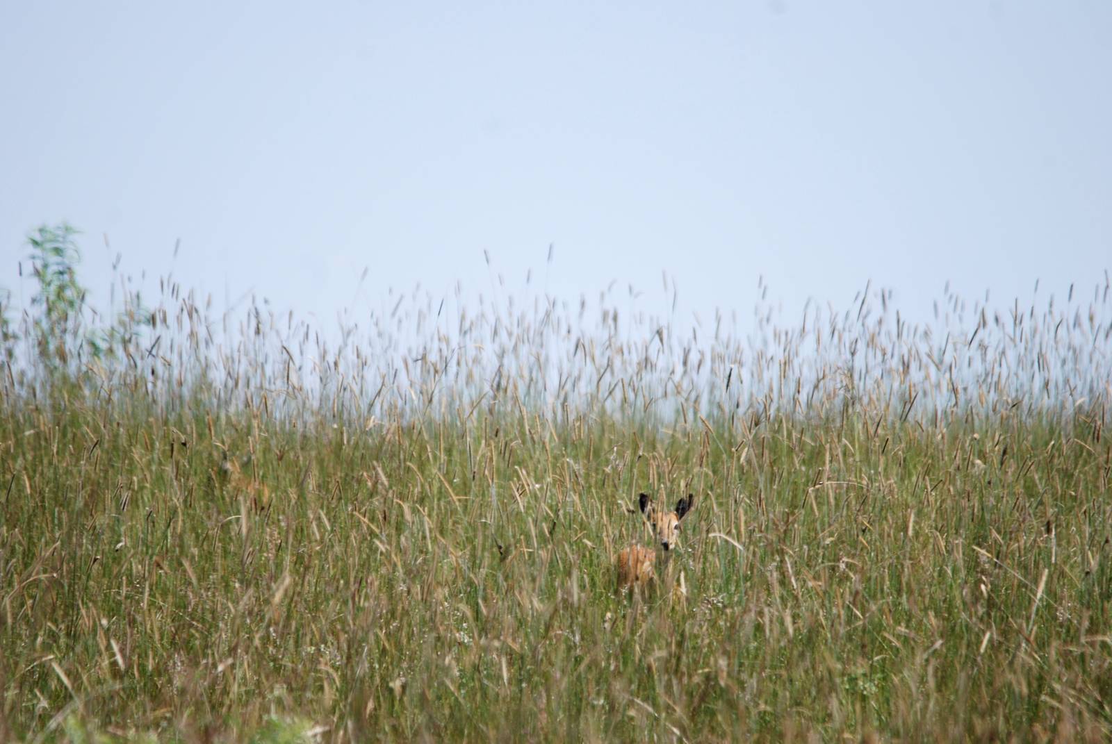 Sudan Oribi at Senkelle, 17/10/14