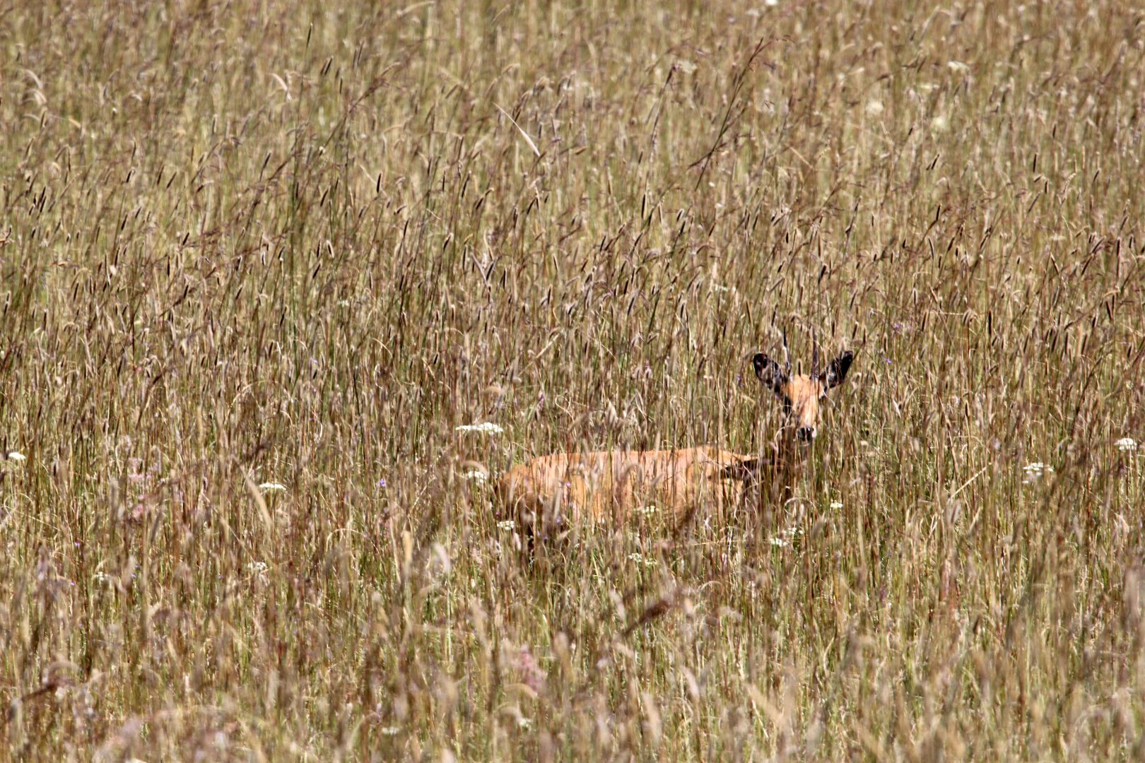 Sudan Oribi (Ourebia ourebi montana) hidden in grass