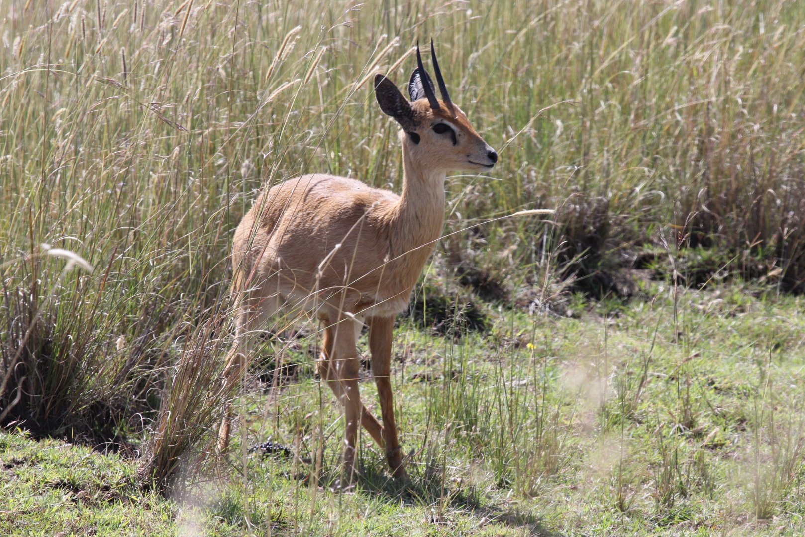 Sudan Oribi (Ourebia ourebi montana)