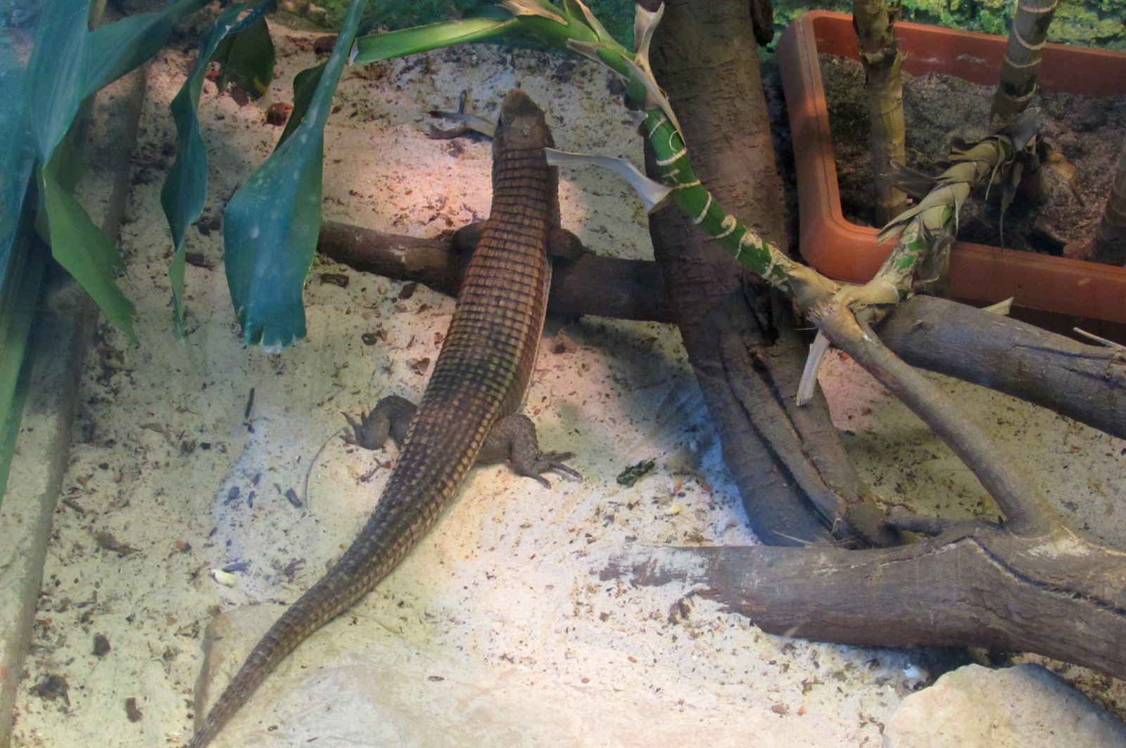 sudan Plated Lizard - 05/2015