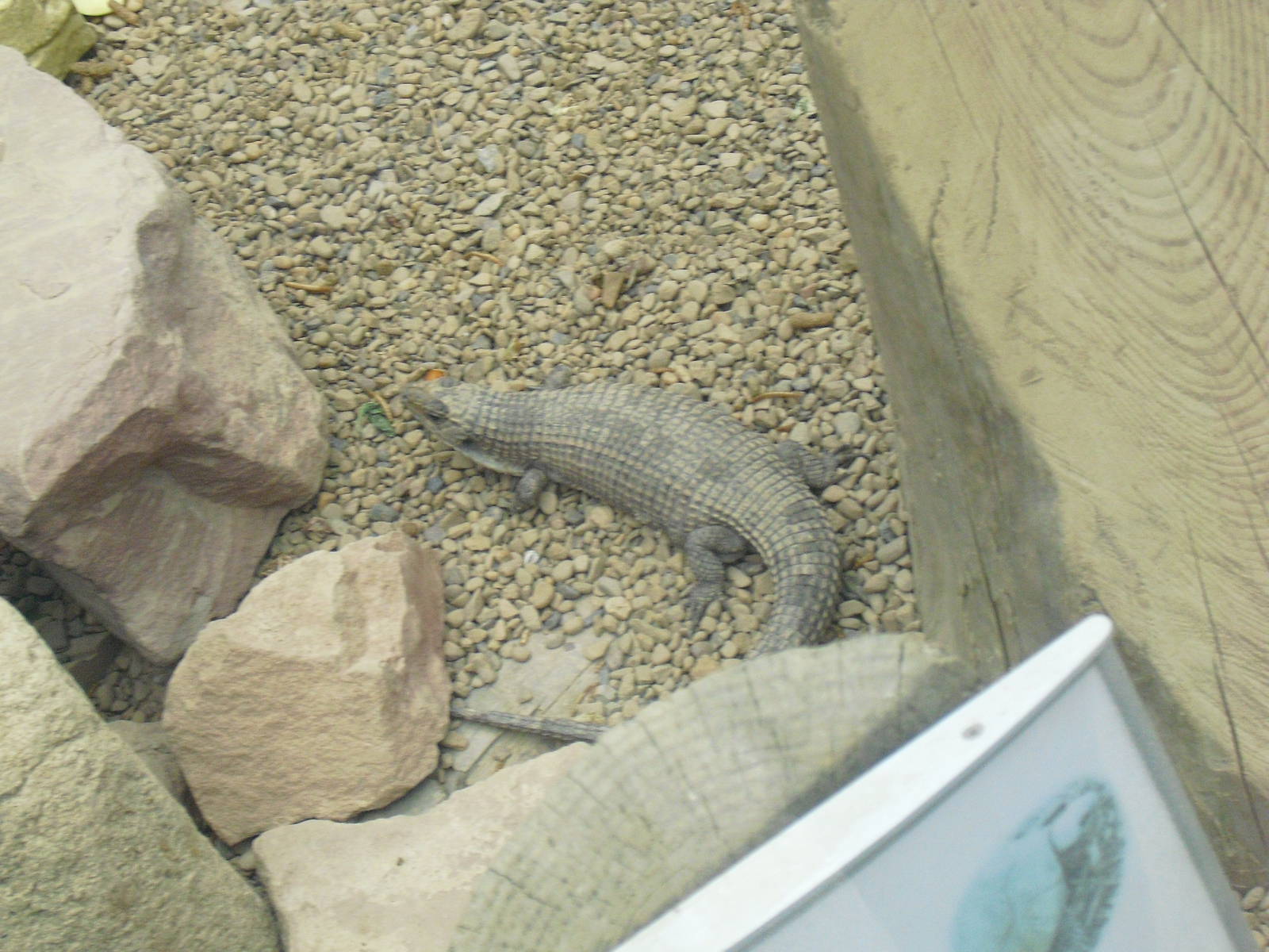 Sudan Plated Lizard - 12/10/2011